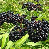 American Elderberry Seeds - 50 Seeds to Plant - Sambucus - Non-GMO Seeds, Grown and Shipped from Iowa. Made in USA Photo, bestseller 2024-2023 new, best price $7.68 ($0.15 / Count) review