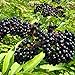 Photo American Elderberry Seeds - 50 Seeds to Plant - Sambucus - Non-GMO Seeds, Grown and Shipped from Iowa. Made in USA new bestseller 2024-2023