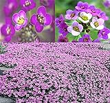 BIG PACK - (60,000+) Alyssum Royal Carpet Seeds - Fragrant Lobularia maritima - Attracts Honey Bees, Butterfly - Ground Cover for Zones 3+ Flower Seeds By MySeeds.Co (Big Pack - Alyssum Royal Carpet) Photo, bestseller 2024-2023 new, best price $13.95 ($0.00 / Count) review