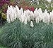 Photo Outsidepride White Ornamental Pampas Grass Plant Seeds - 1000 Seeds new bestseller 2024-2023