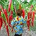 Photo Lot de 10 graines de piment rouge épicé et épicé pour jardin domestique Graines. nouveau best-seller 2024-2023