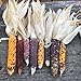 Foto Semillas de maíz, 1 bolsa de semillas de maíz fáciles de producir semillas de maíz de jardín coloridas y nutritivas para plantar al aire libre nuevo éxito de ventas 2024-2023
