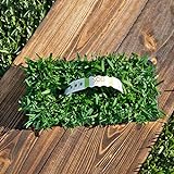 Cannot Ship to California/Arizona SodPods® St Augustine Palmetto Grass Plugs (32Count) Natural, Affordable Lawn Improvement Photo, bestseller 2024-2023 new, best price $59.98 ($1.87 / Count) review