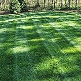 Outsidepride Midnight Kentucky Bluegrass Lawn Grass Seed - 5 LBS Photo, bestseller 2024-2023 new, best price $44.99 ($9.00 / Pound) review