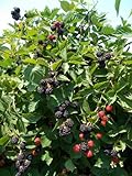 BlackBerry Triple Crown Plants-Garden- Fruit-Thorn-Less-Live Plant-6pk by Grower's Solution Photo, bestseller 2024-2023 new, best price $49.95 ($8.32 / Count) review