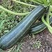 Foto Coucourzelle Zucchini Samen für ca. 10 Pflanzen - gestreifte Früchte, ertragreich neu Bestseller 2024-2023