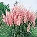 Photo 300 Ornamental PINK PAMPAS GRASS SEEDS FLOWERING PERENNIAL HUGE BLOOMS new bestseller 2024-2023