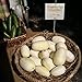 Photo Dragon Eggs Seeds for Planting - 20 Seeds - White Cucumber Seeds - Ships from Iowa, USA new bestseller 2024-2023