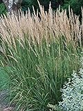Perennial Farm Marketplace Calamagrostis a. 'Karl Foerster' (Feather Reed) Ornamental Grasses, Size-#1 Container, Yellow Spikes Photo, bestseller 2024-2023 new, best price $13.45 review