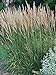 Photo Perennial Farm Marketplace Calamagrostis a. 'Karl Foerster' (Feather Reed) Ornamental Grasses, Size-#1 Container, Yellow Spikes new bestseller 2024-2023