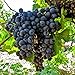 Photo 50+ Fresh Delicious Black Grape Round Variety Seeds new bestseller 2024-2023