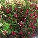 Photo Two- #1 Gallon Potted Red Prince Weigela Shrubs Plants new bestseller 2024-2023