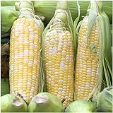 Seed Needs, Peaches & Cream Sweet Corn (Zea mays) Bulk Package of 230 Seeds Non-GMO Photo, bestseller 2024-2023 new, best price $8.99 ($0.04 / Count) review