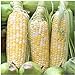 Photo Seed Needs, Peaches & Cream Sweet Corn (Zea mays) Bulk Package of 230 Seeds Non-GMO new bestseller 2024-2023