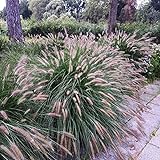 Outsidepride Chinese Fountain Ornamental Grass Seed - 100 Seeds Photo, bestseller 2024-2023 new, best price $6.49 ($0.06 / Count) review