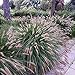 Photo Outsidepride Chinese Fountain Ornamental Grass Seed - 100 Seeds new bestseller 2024-2023