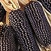 Foto Semillas de maíz negro, 1 bolsa de semillas de maíz dulce natural ligero de maíz rústico Ideal Semilla para jardinería regalo al aire libre nuevo éxito de ventas 2024-2023