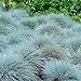 Photo 200 Seeds of Ornamental Grass Séẹd - Fescue Elijah Blue Séẹds - 200 Séẹds new bestseller 2024-2023