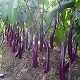 Long Purple Eggplant Seed for Planting | 150+ Seeds | Non-GMO Exotic Heirloom Vegetables | Great Gardening Gift Photo, bestseller 2024-2023 new, best price $7.98 review