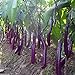Photo Long Purple Eggplant Seed for Planting | 150+ Seeds | Non-GMO Exotic Heirloom Vegetables | Great Gardening Gift new bestseller 2024-2023