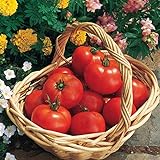 Burpee 'Early Girl' Hybrid | Red Slicing Tomato | Rich Flavor & Aroma | 125 Seeds Photo, bestseller 2024-2023 new, best price $10.46 review