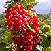 Foto Müllers Grüner Garten Shop Rosetta, großfrüchtige rote Johannisbeere, aromatischer Geschmack, Busch im 3 Liter Topf neu Bestseller 2024-2023