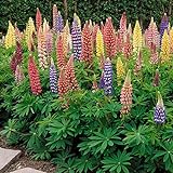 Outsidepride Lupine Russells Plant Flower Seed - 500 Seeds Photo, bestseller 2024-2023 new, best price $6.49 ($0.01 / Count) review