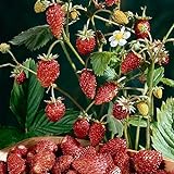 David's Garden Seeds Fruit Strawberry Mignonette 2210 (Red) 50 Non-GMO, Heirloom Seeds Photo, bestseller 2024-2023 new, best price $4.45 review