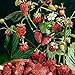 Photo David's Garden Seeds Fruit Strawberry Mignonette 2210 (Red) 50 Non-GMO, Heirloom Seeds new bestseller 2024-2023