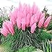 Photo Giant Pink Pampas Grass Seeds - 500 Seeds - Ships from Iowa, Made in USA - Ornamental Landscape Grass or Privacy Plant new bestseller 2024-2023