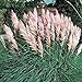 Photo Outsidepride Pink Pampas Ornamental Grass Plant Seeds - 1000 Seeds new bestseller 2024-2023