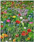 Lot de 100 graines de Fleurs sauvages en mélange - annuelles et vivaces Photo, best-seller 2024-2023 nouveau, meilleur prix 4,39 € (0,04 € / unité) examen