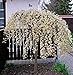 Foto Salix caprea Pendula Kilmarnock hängende Kätzchenweide Weide Stamm Stämmchen viele Größen (Stammhöhe 60 cm) neu Bestseller 2024-2023