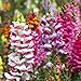 Photo Snapdragon, communes Snapdragon Graines Muflier à grandes fleurs nouveau best-seller 2024-2023
