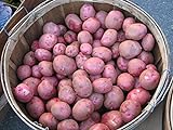 Potato Seed - MOZART - Excellent Table Quality Potato - ORGANIC - 6 Tubers Photo, bestseller 2024-2023 new, best price $10.99 review
