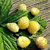 Seeds Alpine Strawberry Yellow Everbearing Indoor Berries Fruits for Planting Non GMO Photo, bestseller 2024-2023 new, best price $8.99 review