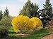 Photo Lynwood Gold Forsythia Bush - Yellow Flowering Shrub - Live Plants Shipped 2 Feet Tall by DAS Farms (No California) new bestseller 2024-2023