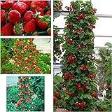 Riesen Kletter-Erdbeere - Strawberry Giant Red Climbing - 30 Samen Foto, Bestseller 2024-2023 neu, bester Preis 5,30 € Rezension