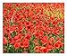 Photo Red Flanders Poppies - 50,000 Flanders Poppy Seeds - Marde Ross & Company new bestseller 2024-2023