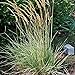 Photo Perennial Farm Marketplace Calamagrostis a. 'Overdam' (Feather Reed) Ornamental Grasses, Size-#1 Container, Variegated Foliage Yellow Spikes new bestseller 2024-2023
