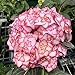 Foto Oce180anYLVUK Hortensiensamen, 1 Beutel Hortensiensamen Seltene Kleine Kugelförmige Blumensamen Riesige Schneebälle Für Den Garten Rosa Hortensie neu Bestseller 2024-2023