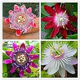 50pcs Passion Flower Seeds Garden Rare Passiflora Incarnata Potted Plants Seeds Photo, bestseller 2024-2023 new, best price $9.00 ($0.18 / Count) review
