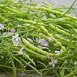 Rat's Tail Radish Seeds - Packet of 20 Seeds Photo, bestseller 2024-2023 new, best price $8.97 review