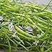 Photo Rat's Tail Radish Seeds - Packet of 20 Seeds new bestseller 2024-2023