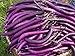 Foto la semilla de berenjena púrpura 200PC. semillas de plantas hortícolas verde natural. Sencillo establecimiento del jardín nuevo éxito de ventas 2024-2023