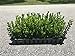Photo Wintergem Korean Boxwood - 20 Live Plants - Fast Growing Cold Hardy Evergreen Shrub new bestseller 2024-2023