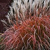 30+ MISCANTHUS Flame Grass Ornamental Grass/Hardy Perennial Photo, bestseller 2024-2023 new, best price $9.99 review
