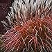Photo 30+ MISCANTHUS Flame Grass Ornamental Grass/Hardy Perennial new bestseller 2024-2023