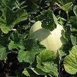 Honeydew Seeds - Green Flesh - Heirloom - Liliana's Garden Photo, bestseller 2024-2023 new, best price $5.95 review