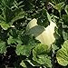 Photo Honeydew Seeds - Green Flesh - Heirloom - Liliana's Garden new bestseller 2024-2023